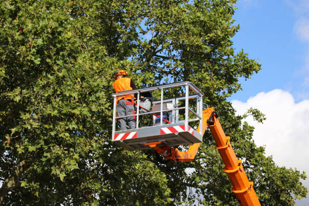 Best Storm Damage Tree Cleanup  in Avon By The Sea, NJ